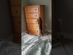 Katze sperrt kind im Schrank ein katze sperrt kind im schrank ein