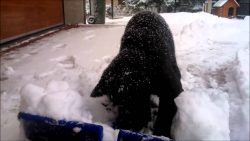 Katze spielen im Schnee katze spielen im schnee