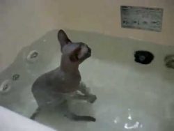 katze spielt in der badewanne