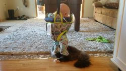 Katze spielt mit Baby katze spielt mit baby
