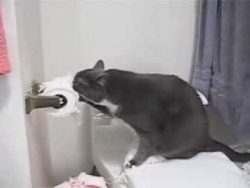 Katze spielt mit dem Klopapier katze spielt mit dem klopapier