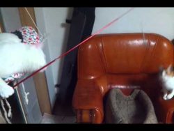 Katze spielt mit Katze katze spielt mit katze