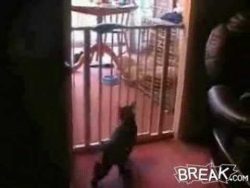katze springt gekonnt ueber tuer