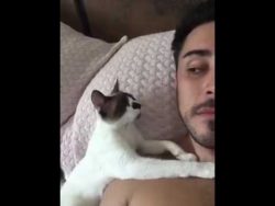 katze und mann am schlafen