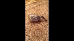 katze versteckt sich in einer gl