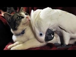 katze vs papagei