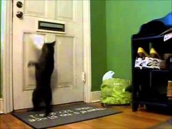 Katze wartet auf den Briefträger katze wartet auf den brieftraege