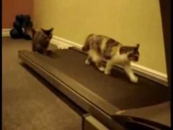 katzen auf dem laufband