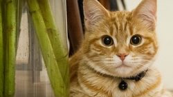 katzen die krawall macher