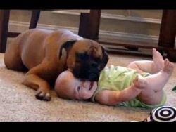 katzen hunde und babys