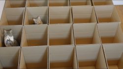 katzen im karton labyrinth