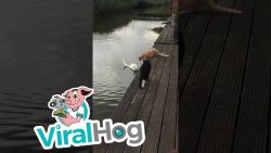 katzen koennen also doch schwimm