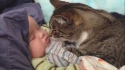katzen lieben babys und schmusen