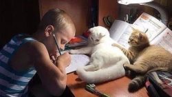 katzen nerven durch lustige und