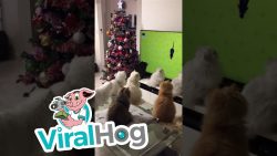 katzen schauen maeuse tv