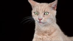 Katzen schütteln sich in Zeitlupe katzen schuetteln sich in zeitlu