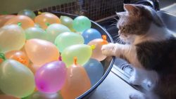 katzen spielen mit luftballons