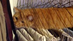 Katzen stecken fest in Sachen katzen stecken fest in sachen