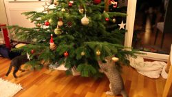 katzen und weihnachtsbaeume