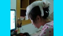 katzen wollen immer und ueberall