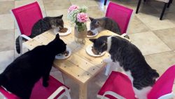 katzenfamilie beim abendessen