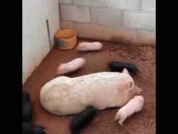 kleine baby schweine spielen fan