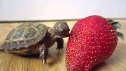 kleine schildkroete isst erdbeer