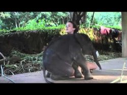 Kleiner Elefant will nur spielen und kuscheln kleiner elefant will nur spielen