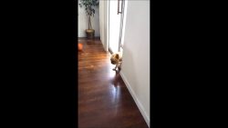 kleiner hund fuehlt sich schuldi