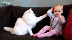 kleiner junge spielt mit katze
