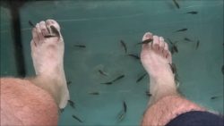 Knabberfische für die Füße knabberfische fuer die fuesse