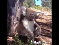 koala ruft nach bier