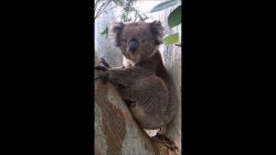 koala verschluckt sich