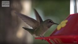 kolibris in slow motion beim fli