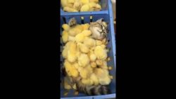 komisch das die katze die kueken