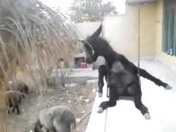 Kommt ein Esel von oben durch das Dach gefallen kommt ein esel von oben durch da