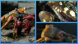 krabbe gegen aal und oktopus