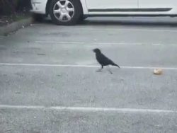 kraehe teilt futter mit einer ma