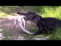 krokodil frisst anderes krokodil