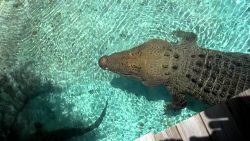krokodil im eigenen pool