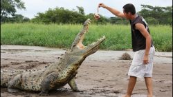 krokodile fuettern per hand