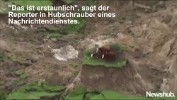 kuehe nach erdbeben auf grasinse