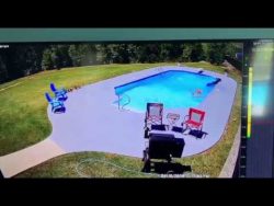 kuh im pool da ist eine kuh im p