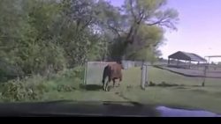 kuh raecht sich an einem polizis