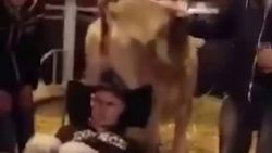 kuh scheisst junge auf den kopf