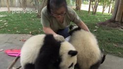 kuscheln mit pandas bei der arbe