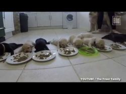 labradorwelpen erstmals am napf