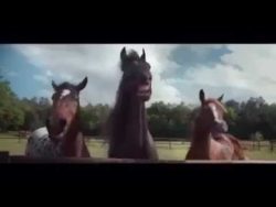 lachende pferde von vw