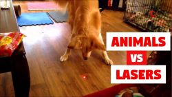 laserpointer vs hund