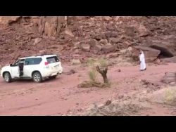 Lasst den Baum in der Wüste doch einfach stehen lasst den baum in der wueste doc